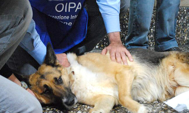 UKRAINE: FOOTBALL MATCHES FINISHED AND DOGS CONTINUES TO BE KILLED