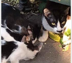 MASS POISONING OF CATS IN CORSICA
