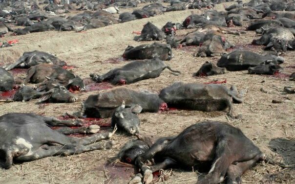 NEPAL, GADHIMAI FESTIVAL:  THE WORLD’S LARGEST   RELIGIOUS SACRIFICE OF INNOCENT ANIMALS