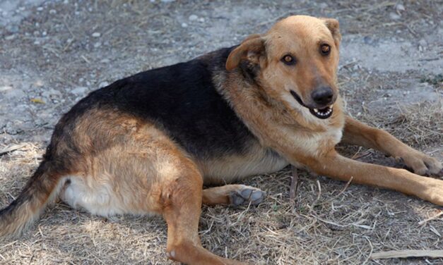 IT IS HAPPENING AGAIN: STRAY DOGS BURNED IN BAKU BECAUSE OF EUROPEAN GAMES