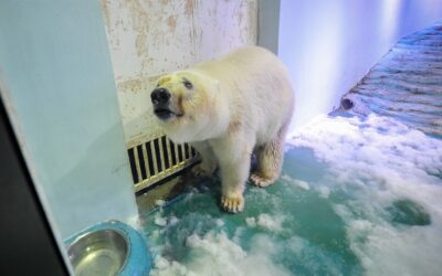 OIPA INTERNATIONAL ACTIONS: GRANDVIEW AQUARIUM, CHINA, ANOTHER SAD ZOO IN ASIA