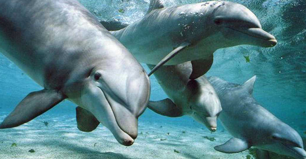 Aquarius and dolphinariums