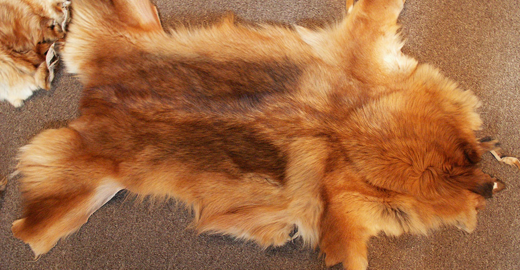 Fur: cat and dog fur