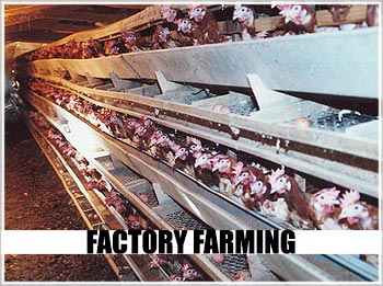 FACTORY FARMING