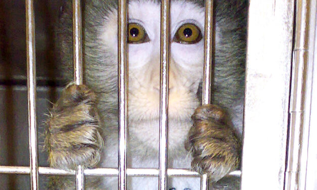 Stop vivisection: thanks a million!