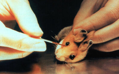 TIME IS RUNNING OUT FOR STOP VIVISECTION, THE INITIATIVE TO END VIVISECTION IN EUROPE