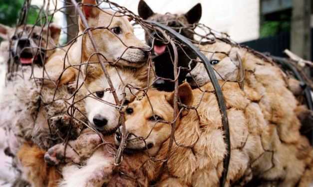 THE YULIN FESTIVAL – SIGN THE LETTER TO END THE DOG MEAT TRADE!