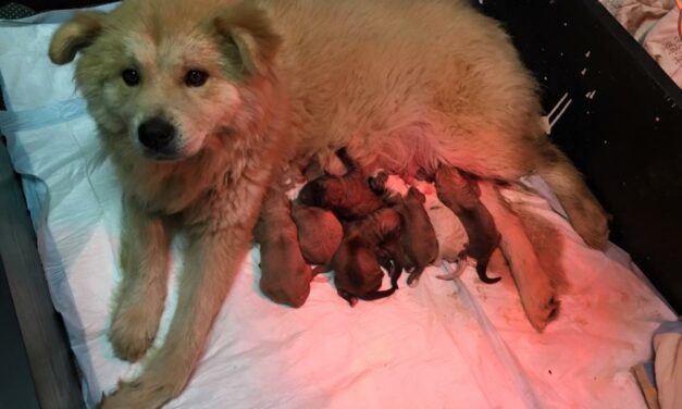 OIPA ITALY – VALERIE WAS GOING TO GIVE BIRTH ON THE STREET, BUT THE OIPA VOLUNTEERS SAVED HER JUST IN TIME – NOW SHE HAS TEN BEAUTIFUL PUPPIES!