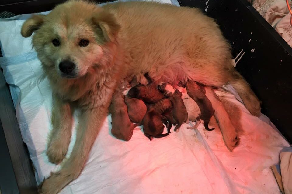 OIPA ITALY – VALERIE WAS GOING TO GIVE BIRTH ON THE STREET, BUT THE OIPA VOLUNTEERS SAVED HER JUST IN TIME – NOW SHE HAS TEN BEAUTIFUL PUPPIES!