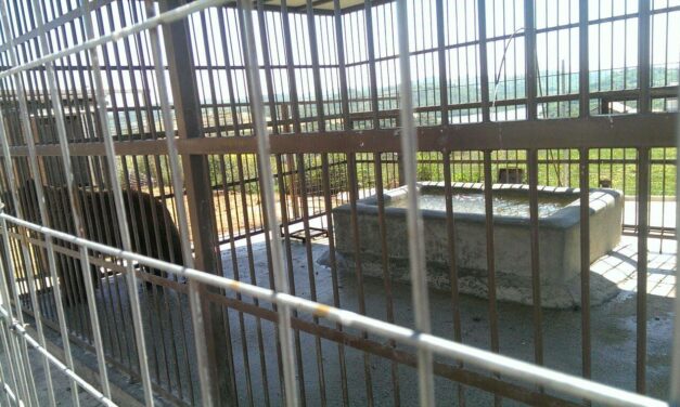 9th May – OIPA International – BALU, A BEAR TRAPPED AS TOURISTS ATTRACTION IN A CAGE IN A RESTAURANT IN DURRES, ALBANIA