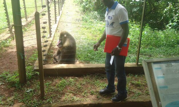 OIPA CAMEROON – A LIFE IN A CAGE: OVER 2.000.000 BIRDS HELD IN CAPTIVITY