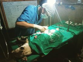 OIPA NEPAL – ANOTHER SPAY CAMPAIGN JUST STARTED IN KAVREPALANCHOK