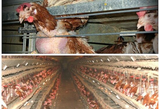 INTERNATIONAL COMPANIES WILL STOP USING CAGE-EGGS