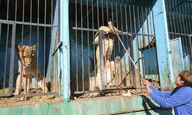 THE ARMENIAN ZOO – TWO PERSONS MADE AN ORRIFIC DISCOVERY, THE WORLD SADDEST ZOO