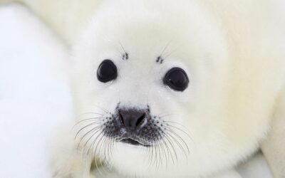 CANADA’S SEALS HUNT IS USELESS, BRUTAL AND WASTEFUL TOO