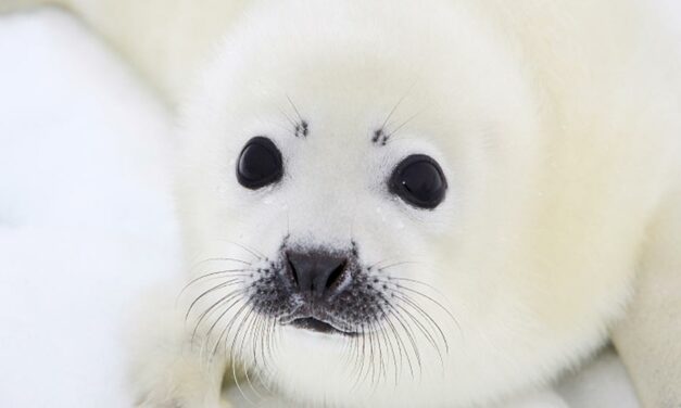 CANADA’S SEALS HUNT IS USELESS, BRUTAL AND WASTEFUL TOO