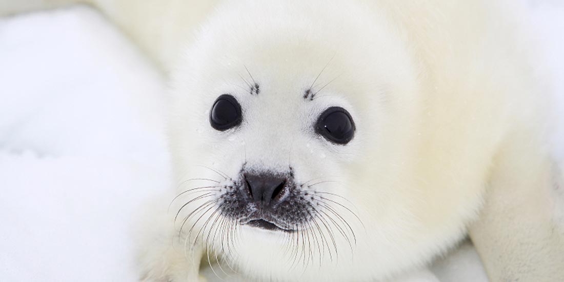 CANADA’S SEALS HUNT IS USELESS, BRUTAL AND WASTEFUL TOO