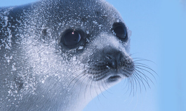 ENVIRONMENT: EU COMMISSION WELCOMES THE AGREEMENT REACHED ON SEAL PRODUCT BAN