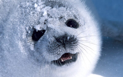 CANADA’S SEAL HUNT WRAPS UP