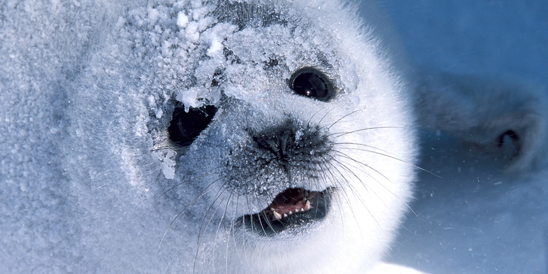 CANADA’S SEAL HUNT WRAPS UP