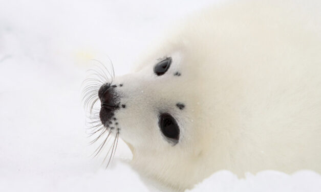 THE HSUS CONDEMNS CANADIAN GOVERNMENT’S ATTEMPTS TO BLOCK OBSERVATION OF COMMERCIAL SEAL HUNT