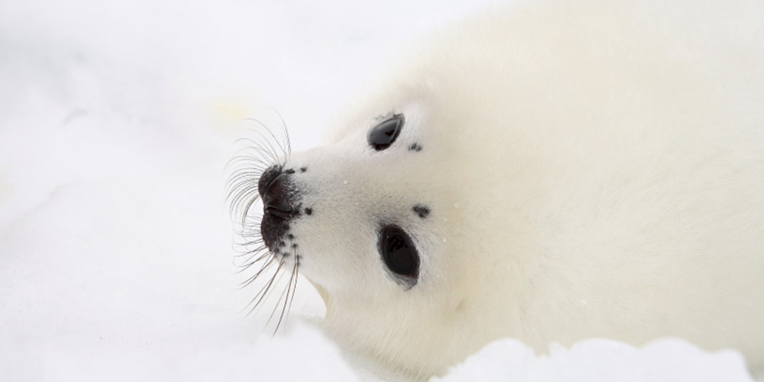 THE HSUS CONDEMNS CANADIAN GOVERNMENT’S ATTEMPTS TO BLOCK OBSERVATION OF COMMERCIAL SEAL HUNT