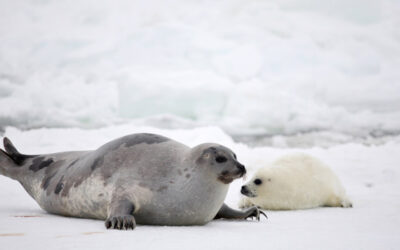 GOOD NEWS FROM NORWAY:  STOP TO SUBSIDIES TO COMMERCIAL SEAL INDUSTRY