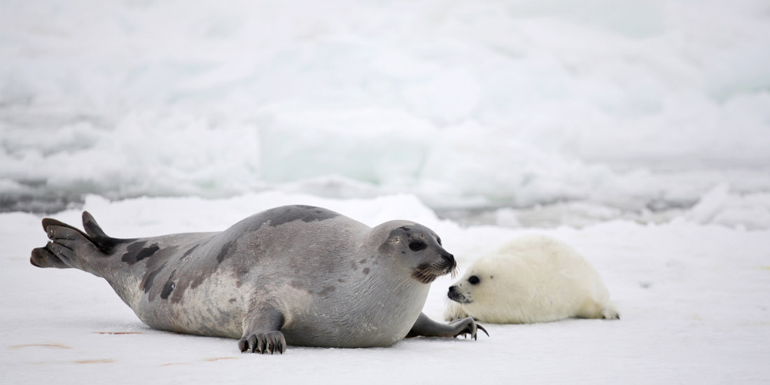EFSA TO LOOK INTO SEAL HUNTING PRACTICES