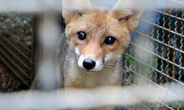 BOYCOTT THE FUR TRADE