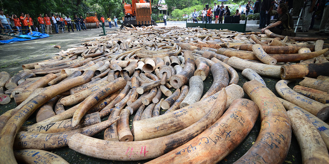 IVORY TRADE