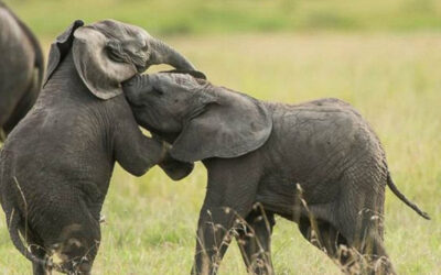 STAND FOR ELEPHANTS: WHAT YOU CAN DO