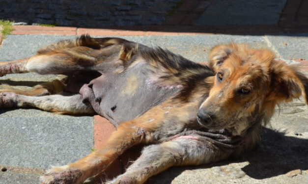 PETITION AGAINST CAT DOG MEAT TRADE