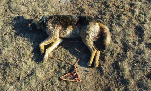 TWO DOGS KILLED NEAR GORLOVKA SHELTER FOR STRAY ANIMALS