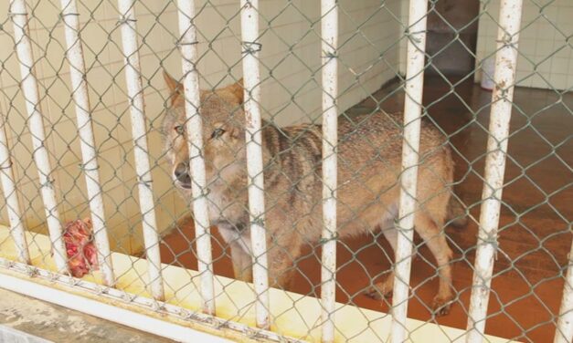 ALBANIA, TIRANA ZOO:  ANIMALS IN TRAGIC AND MISERABLE CONDITIONS