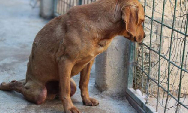 TWO DOGS KILLED NEAR GORLOVKA SHELTER FOR STRAY ANIMALS