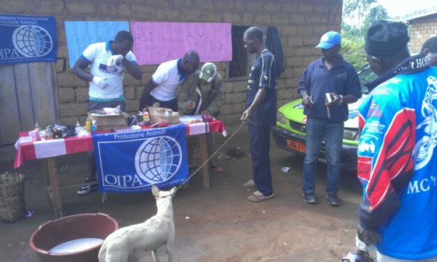 OIPA – SPAY/NEUTER AND VACCINATE STREET DOGS AND CATS  IN  RURAL COMMUNTIES  IN CAMEROON