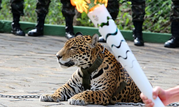 JAGUAR FEATURED IN OLYMPIC TORCH CEREMONY SHOT DEAD AFTER ESCAPING ANOTHER CASE OF ANIMAL KILLED WITH NO REASON: THAT’S ENOUGH!