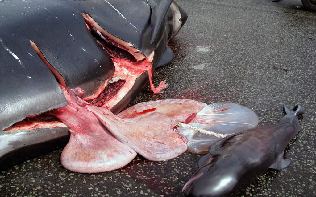 APPEAL TO THE FAROES AND DANISH GOVERNMENTS – STOP THE GRINDADRAP!