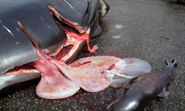 APPEAL TO THE FAROES AND DANISH GOVERNMENTS – STOP THE GRINDADRAP!