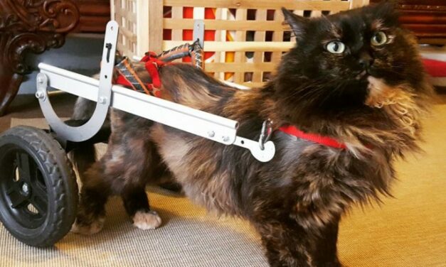 “DISABLAND”: OIPA VOLUNTEERS’ PROJECT FOR DISABLED CAT