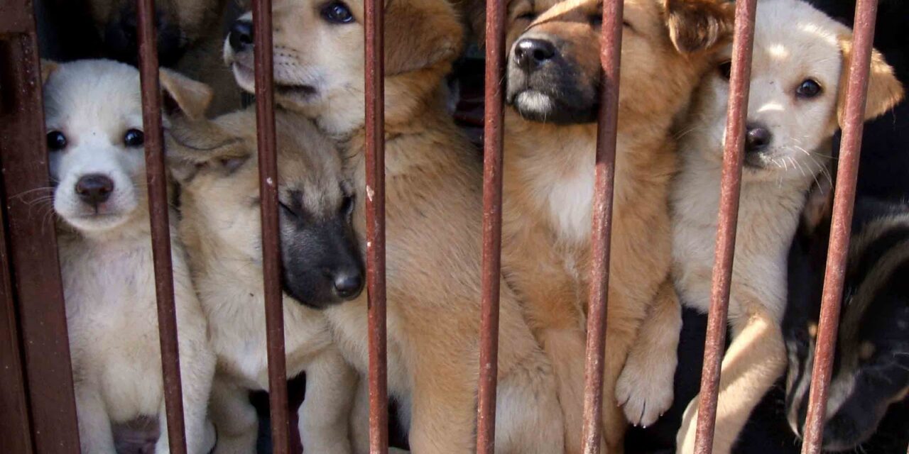 THE ILLEGAL TRADE OF PUPPIES IN EUROPE
