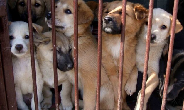 THE ILLEGAL TRADE OF PUPPIES IN EUROPE