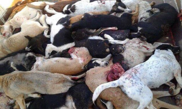 TUNISIA – A CRUEL WAY TO SOLVE THE STRAY PROBLEM – Send a letter of protest!