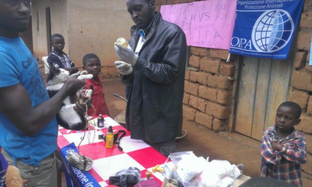 OIPA CAMEROON CONTINUE THE VACCINATION CAMPAIGN IN THE BAFUT VILLAGE OF CAMEROON