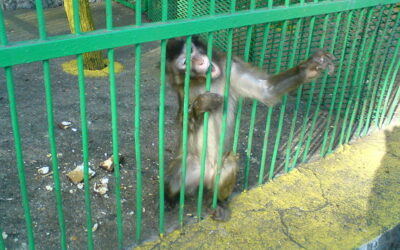 OIPA RECEIVED A SECOND AWFUL REPORT FROM BITOLA ZOO: THE VISITORS WERE SHOCKED