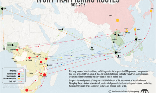 THE IVORY CURSE: A CRIMINAL STORY – Dossier