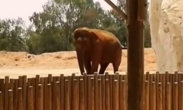 GIRL, 7, DIES AFTER BEING HIT BY ROCK THROWN BY ELEPHANT IN MOROCCO ZOO