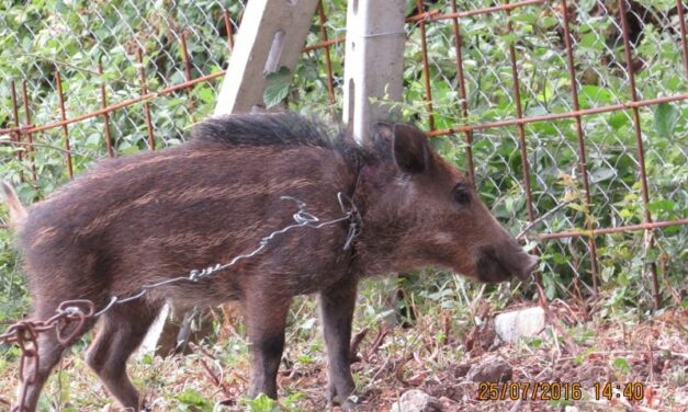 YOUNG WILDPIG TRAPPED IN A STEEL NOOSE: OIPA ANIMAL CORPS RESCUED HIM