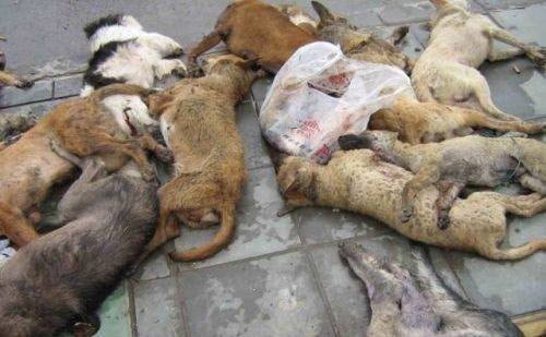 URGE KOSOVO GOVERNMENT TO STOP MASS KILLING OF STRAY DOGS