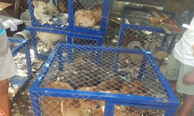 CITY OF LEZHE, ALBANIA – THE MAYOR DECIDED TO CAPTURE STRAY DOGS AND AUTHORIZED TO KILL THE SICK AND DANGEROUS ONES